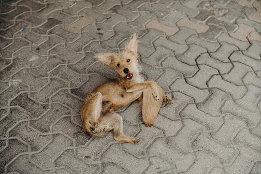 Mexican Street Dog