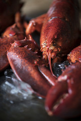 Cooked lobster food photography recipe idea