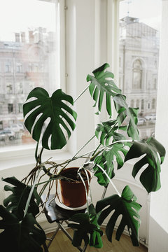 Big monstera plant in a room with a view