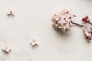 spring flowers, apricot or plum blossoms on marble background