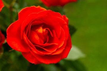 Bud of the Dutch rose. Red blossoming Dutch rose on a green grass background. Macro. Flowers in spring and summer.