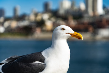 seagull