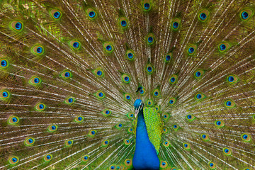 Peacock