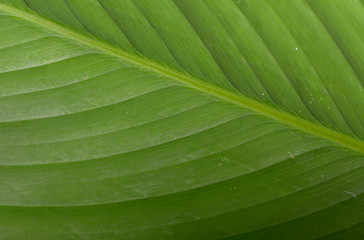 Green Banana leaf background