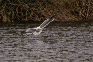 Naklejka premium Seagull glides over estuary water surface to eat the meal captured in his beak.