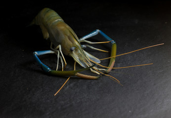 Shrimp Before cooking on Black background
