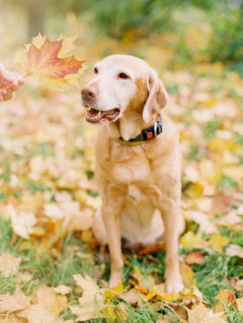 Beautiful dog on autumnal meadow