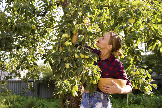 Content woman in garden picking fruit