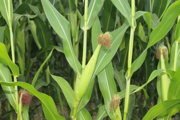 Obraz premium Corn Field