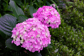 初夏の美しいアジサイ