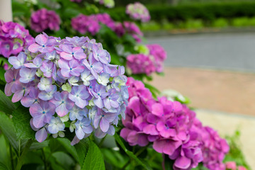 初夏の美しいアジサイ