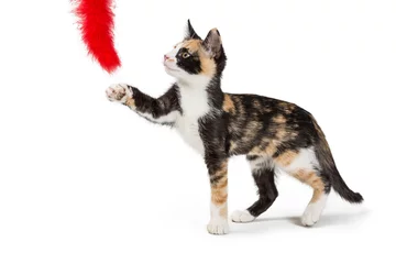 Rolgordijnen Calico Kitten Playing With Feather Toy © adogslifephoto