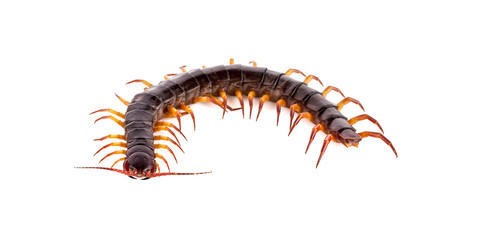 centipede on white background