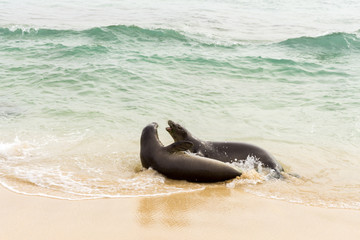Hawaiian monk seal couple spending time on the beach