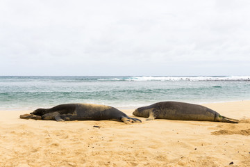 Fototapeta premium Hawaiian monk seal couple spending time on the beach