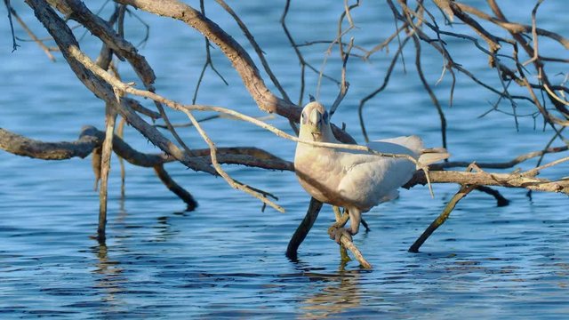 A Little Corella (Cacatua sanguinea) drinking from the branches of a submerged tree. 4K video.