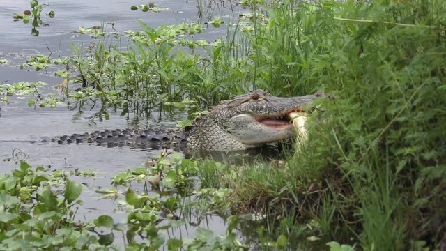alligator feeds on large fish in Florida wetlands