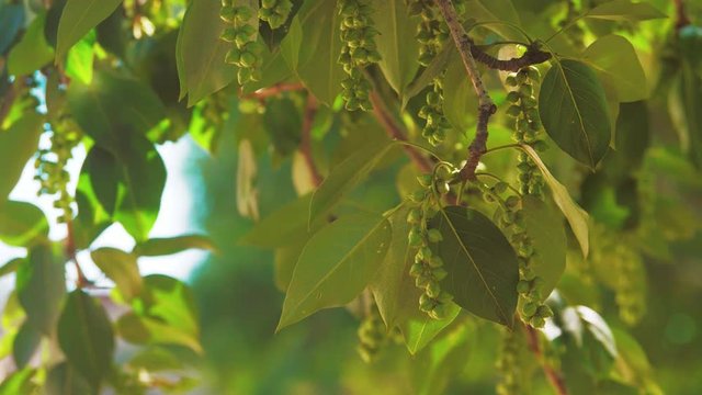 tree branches with green leaves poplar rocking in the wind slow motion video. nature landscape concept leaves tree lifestyle branch