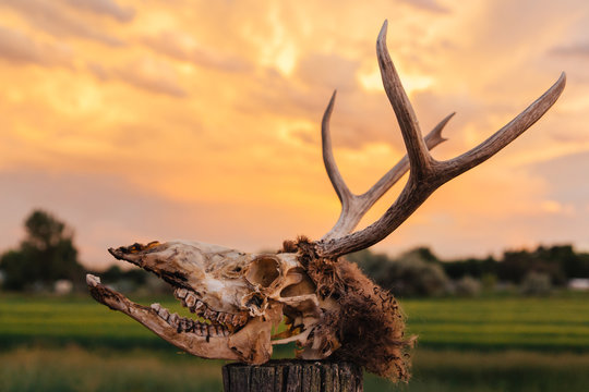 Decomposing deer skull in front of an orange sunset sky.
