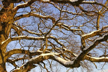 Äste einer 800 Jahre alten Eiche im Winter mit Schnee bedeckt