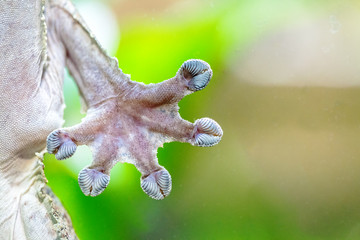 Fototapeta premium Gecko Hand Against Glass
