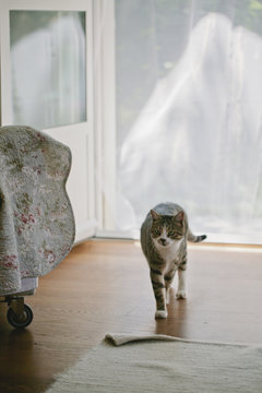 Cat walks inside home through garden door