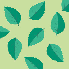 Green tea, mint or tree leaf nature. Mint leaf vector illustration