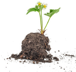 Strawberries with soil on white