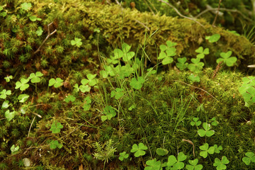 日本の秘境、大台ケ原の苔