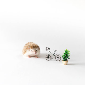 Hedgehog and mini bicycle and plant