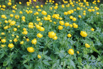 Yellow flowers of a European swimsuitt (Tróllius europaéus) in a forest glade