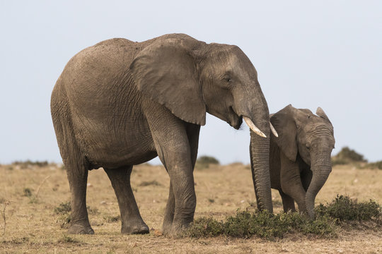 Female elephant with her son