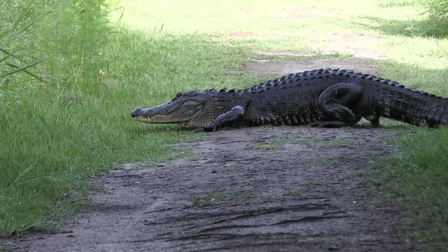 Large American alligator poops on a trail