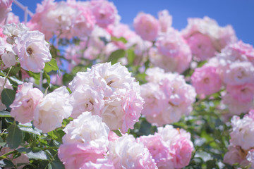 淡いピンクのバラ２