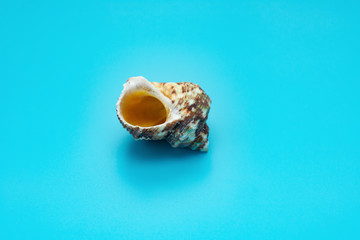 side veiw conch shell on a blue background