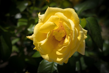 黄色いバラ１