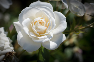 白いバラ２