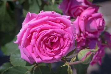 明るいピンクのバラ２