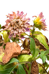 faded pink peony or paeonia lactiflora plant on white background