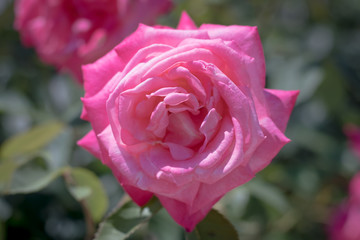 明るいピンクのバラ１