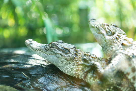 baby crocodiles in a tank