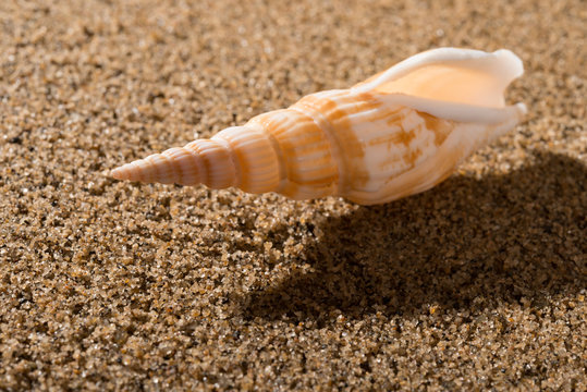 side veiw conch shell on sand