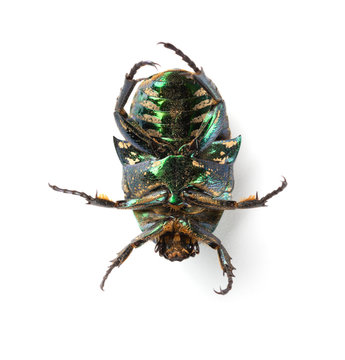 bottom of a glossy bettle on a white background close up