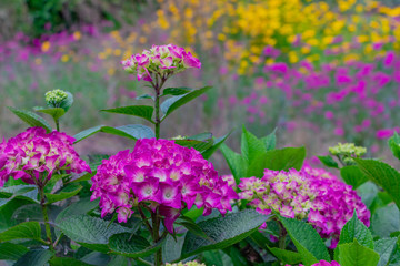 初夏のアジサイ　花の背景