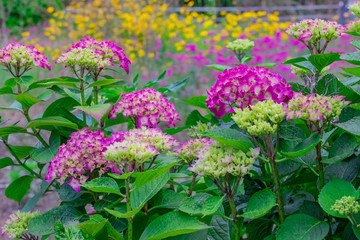 初夏のアジサイ　花の背景