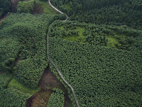 Aerial view of small road in the pine forest