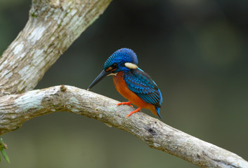 Blue-eared kingfisher 