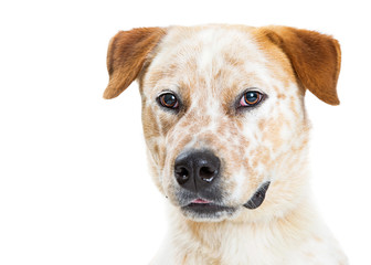 Orange and White Heeler Dog Crossbreed Closeup
