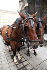 Naklejka na ściany i meble Horse at Stephansdom, Vienna