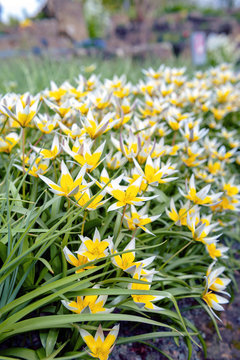 Tulipa Tarda (late tulip or tarda tulip) with inflorescence of yellow flowers in full bloom growing in a botanic garden